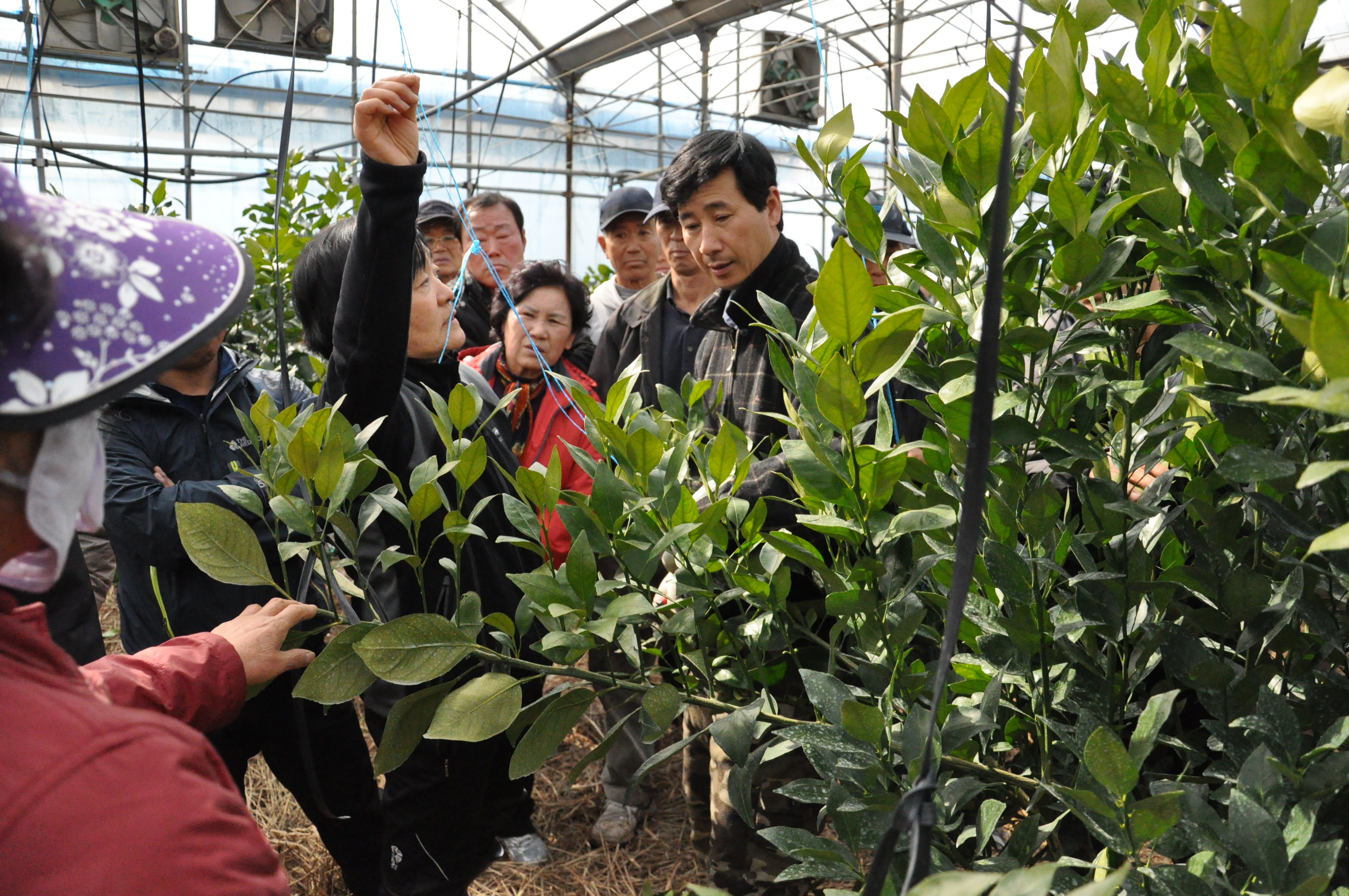 만감류 정지전정 교육 현장